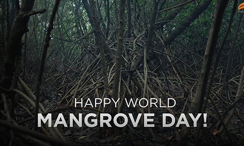 100,000 Mangroves Planted🌱 | Restoring Nature and Protecting Wetlands